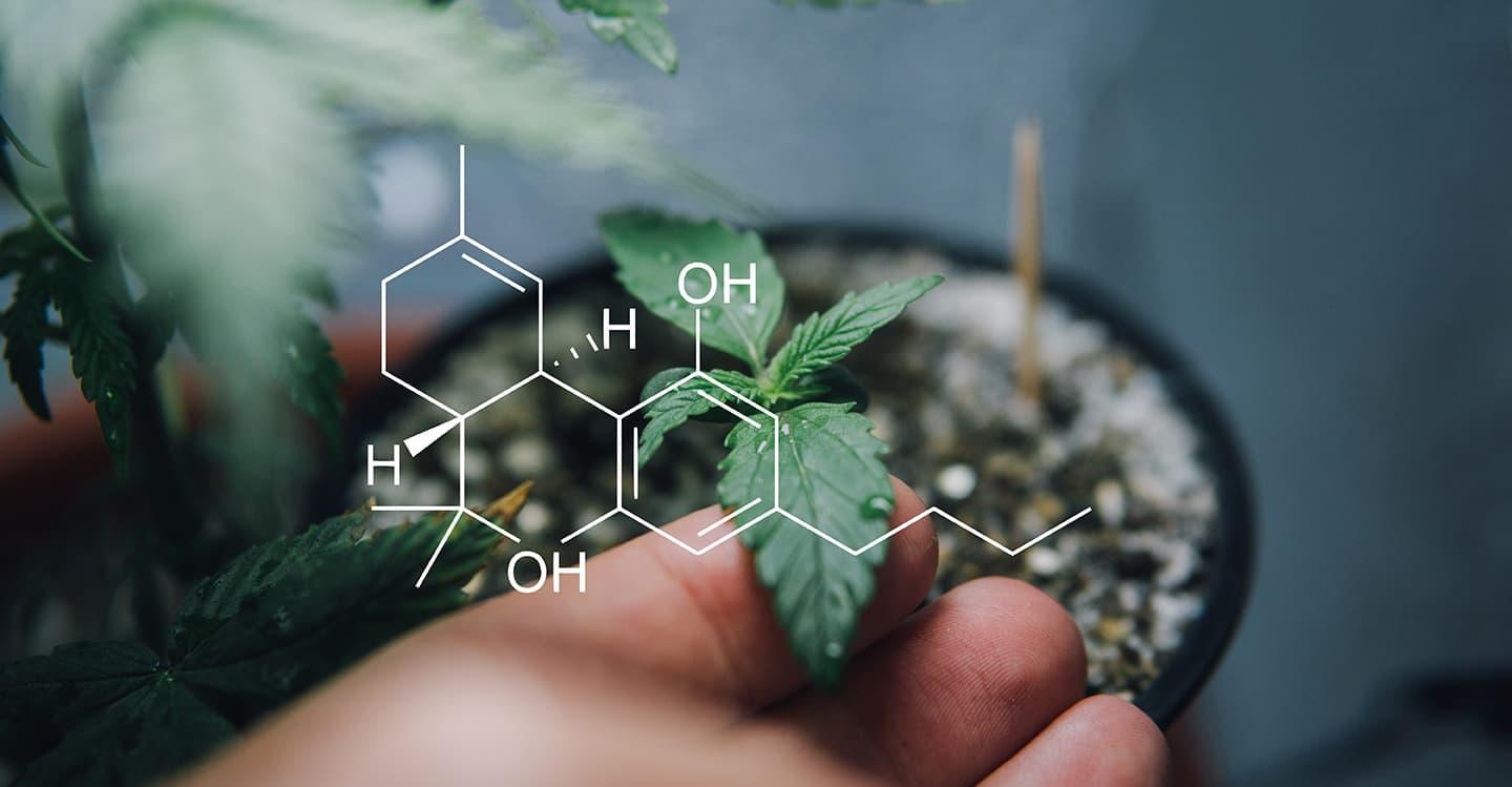 WTF is a Cannabinoid?